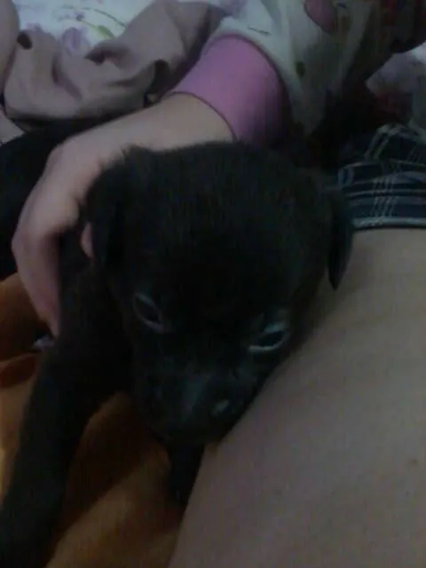 Cachorro ra a RND idade 2 a 6 meses nome SEM NOME 