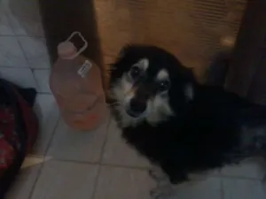 Cachorro raça RND idade 2 anos nome MAIKE