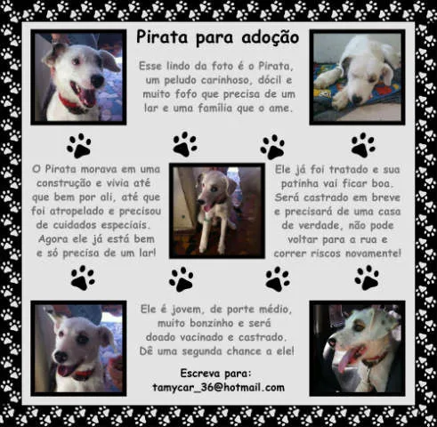 Cachorro ra a SRD idade 2 anos nome Pirata