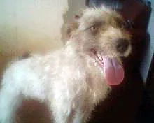 Cachorro raça SRD idade 2 anos nome KATTY
