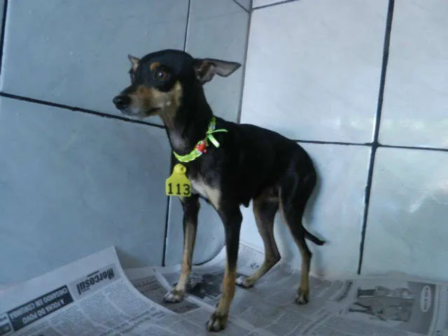 Cachorro ra a PINSCHERmix idade  nome BEBEL
