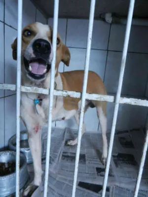 Cachorro raça SRD idade  nome BORIS