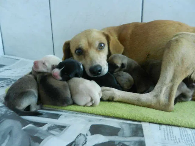 Cachorro ra a SRD idade  nome MEL E FILHOS