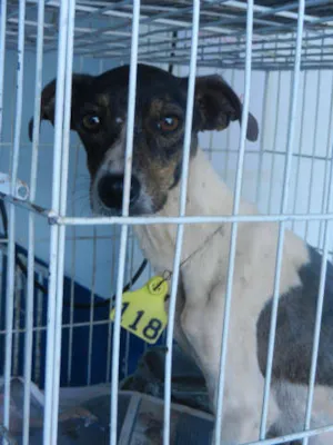 Cachorro raça FOX MIX idade  nome COSTELINHA