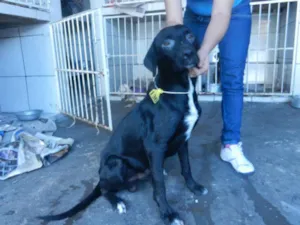 Cachorro raça SRD idade  nome MARLEI