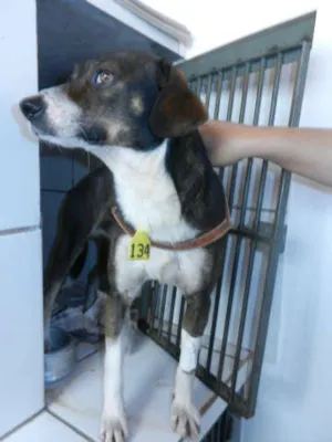 Cachorro raça SRD idade  nome MAX