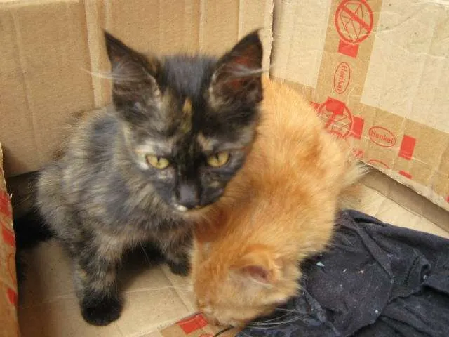 Gato ra a SRD idade  nome LINDÍSSIMAS