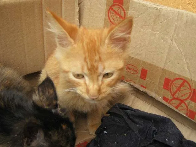 Gato ra a SRD idade  nome LINDÍSSIMAS
