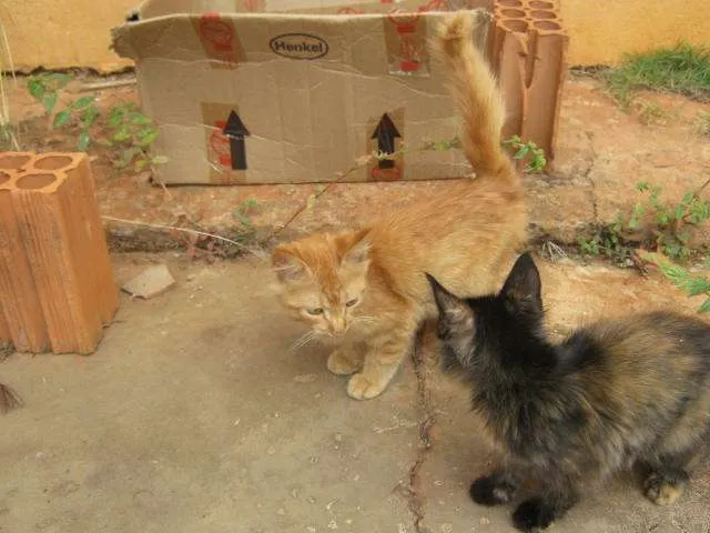 Gato ra a SRD idade  nome LINDÍSSIMAS