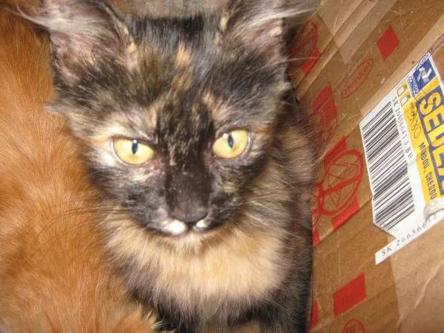 Gato ra a SRD idade  nome LINDÍSSIMAS
