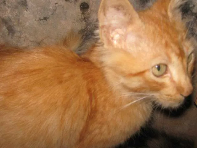 Gato ra a SRD idade  nome LINDÍSSIMAS