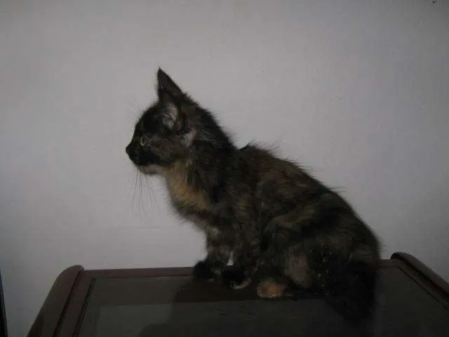 Gato ra a SRD idade  nome LINDÍSSIMAS