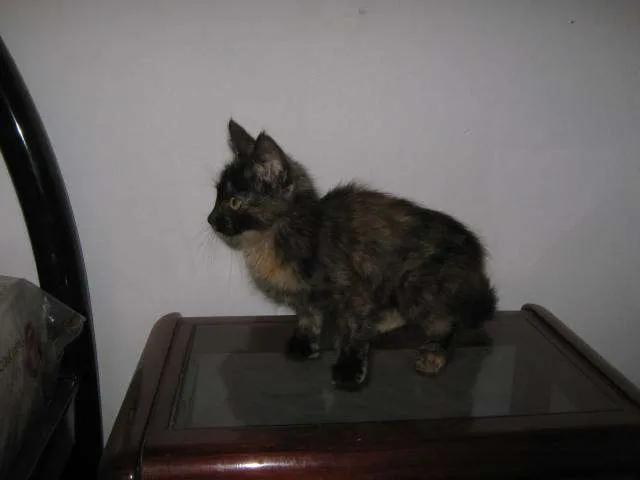 Gato ra a SRD idade  nome LINDÍSSIMAS