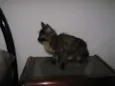 LINDÍSSIMAS