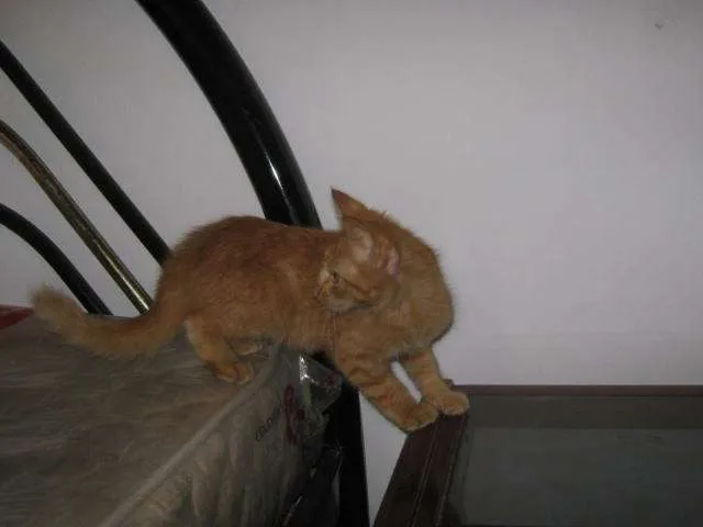 Gato ra a SRD idade  nome LINDÍSSIMAS