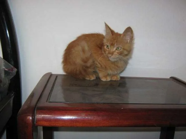 Gato ra a SRD idade  nome LINDÍSSIMAS