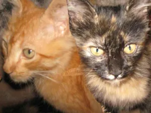 Gato raça SRD idade  nome LINDÍSSIMAS