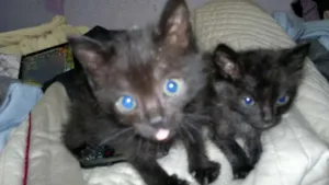 Gato raça  idade 2 a 6 meses nome kira e lino.