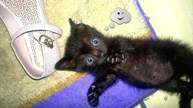Gato ra a  idade 2 a 6 meses nome kira e lino.