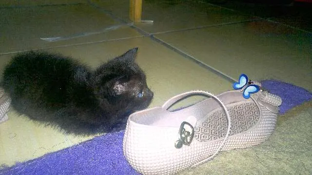 Gato ra a  idade 2 a 6 meses nome kira e lino.