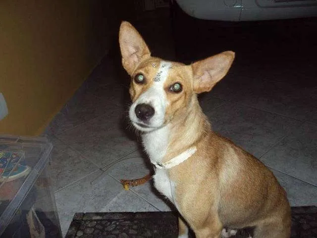 Cachorro ra a SRD idade 2 anos nome LIA