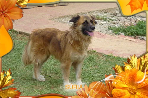 Cachorro ra a SRD idade 3 anos nome SÚRIA