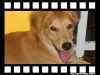 Cachorro raça SRD idade  nome LOIRO