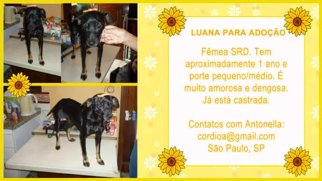 Cachorro ra a SRD idade 1 ano nome LUANA