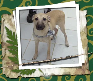 Cachorro raça SRD idade 1 ano nome GIL