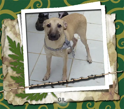 Cachorro ra a SRD idade 1 ano nome GIL