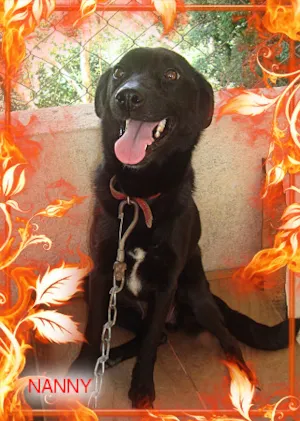 Cachorro raça SRD idade 1 ano nome NANNY