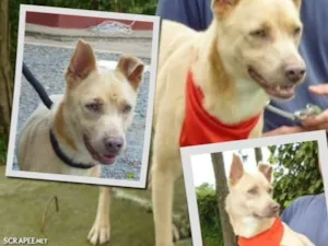 Cachorro raça SRD idade 1 ano nome SNOOPY