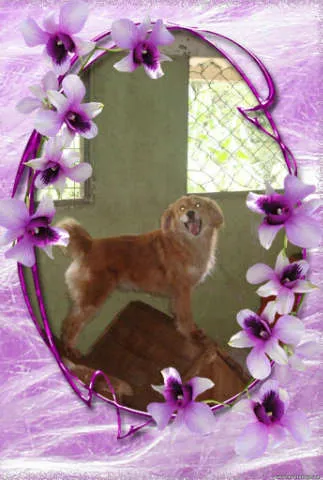 Cachorro ra a SRD idade 2 anos nome BÁRBARA