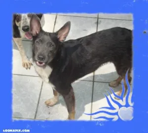 Cachorro raça SRD idade 1 ano nome MAMBO
