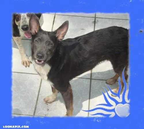 Cachorro ra a SRD idade 1 ano nome MAMBO