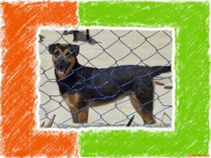 Cachorro raça SRD + BOXER idade 1 ano nome CAROL