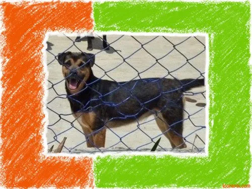 Cachorro ra a SRD + BOXER idade 1 ano nome CAROL