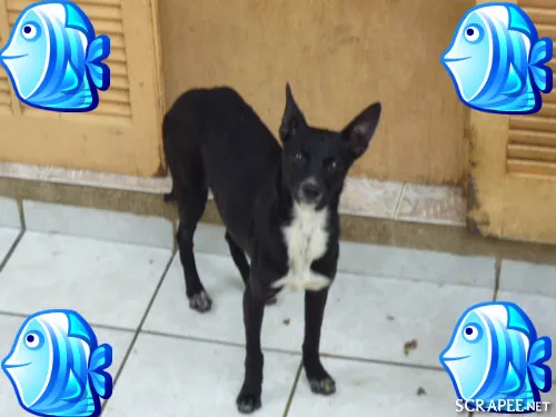 Cachorro ra a SRD idade 1 ano nome MAGGIE