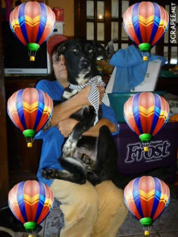 Cachorro ra a SRD idade 2 anos nome SILVINHO