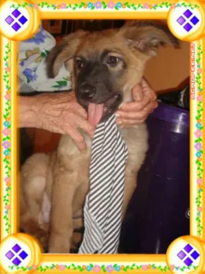 Cachorro raça SRD idade 1 ano nome PETER