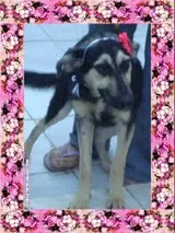 Cachorro raça SRD idade 1 ano nome DARLA