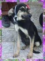 Cachorro raça SRD idade 1 ano nome DALILA