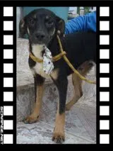 Cachorro raça SRD idade 1 ano nome CARINHOSO