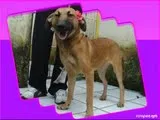 Cachorro raça SRD idade 1 ano nome YASMIM