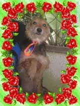 Cachorro ra a SRD idade 1 ano nome YUPPI