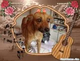 Cachorro ra a SRD idade 2 anos nome DÁLIA