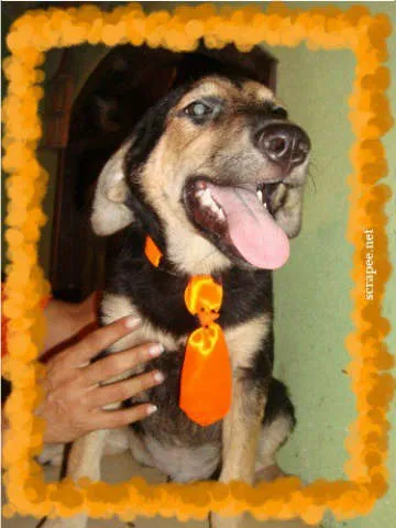 Cachorro ra a SRD = PASTOR idade 1 ano nome BANDIT