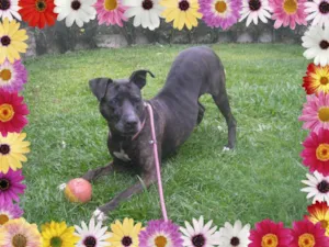 Cachorro raça Pit-Bull idade 6 ou mais anos nome RHONA