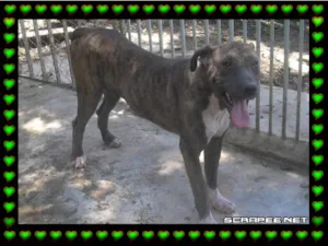 Cachorro raça Pit-Bull + FILA idade 2 anos nome ADA