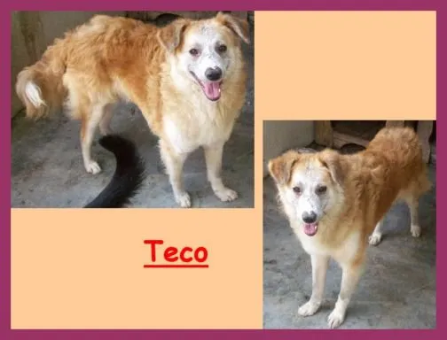 Cachorro ra a SRD + GOLDEN idade 3 anos nome TECO